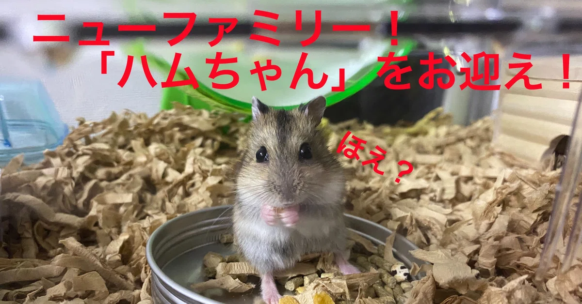 ハムスター飼育日記92日目と4日目（2020/7/26）｜サトウショウヘイ
