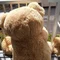 🧸ともとも🧸