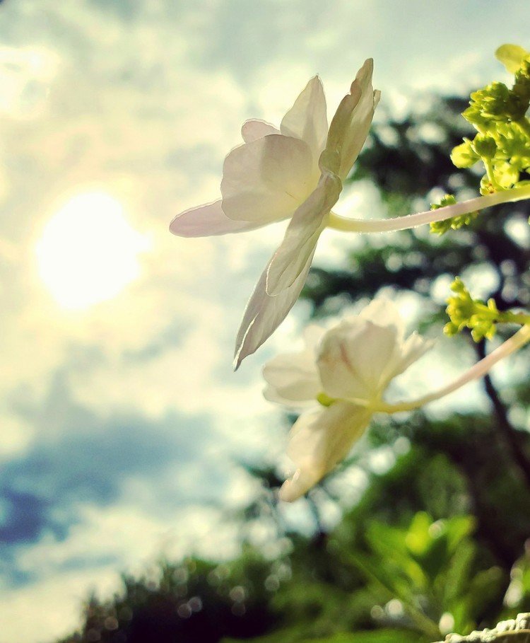 おはよーございます。

ドラマチックに雲流れる朝。
太陽は深呼吸して「嗚呼よう寝た。」と新鮮な光を放っておりました。
花びらもワタシのココロも踊るのでした。

晴れを楽しんで。


#sky #summer #flower #love #moritaMiW #空 #夏 #ガクアジサイ #佳い一日の始まり