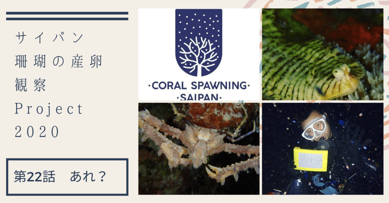 サイパンの珊瑚の産卵観察プロジェクト2020 第22話 あれ？？もしかして
