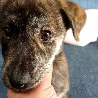 フグたん うちに来てから４倍になった 保護犬を迎えるのは２頭目だけど フグたんは山口県の野犬だった 親犬 も何だかよくわからない てことは世界に１頭しかいない犬種ってこと ペットショップで高額で買わな フグたん Note