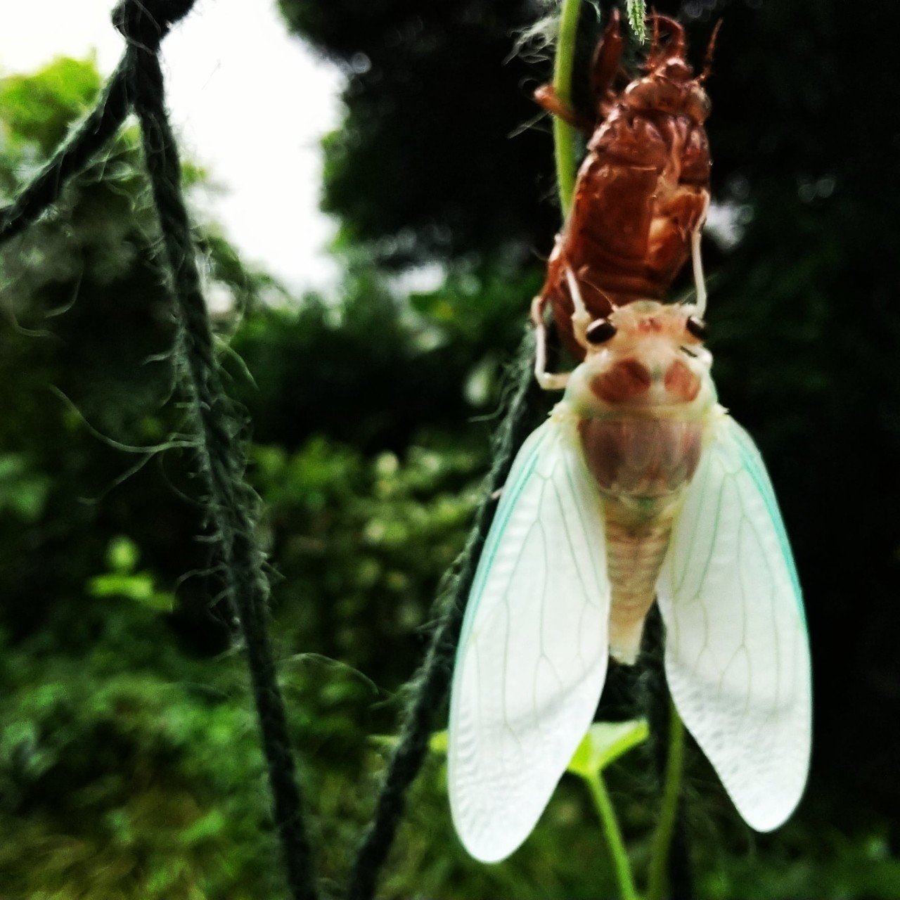 みどりのカーテンに蝉の羽化 暮らしと会話する Note