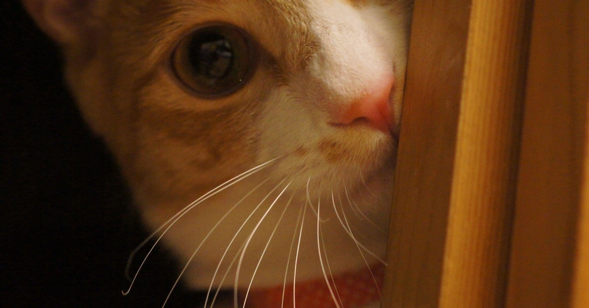 英語で使い分ける３つの 見る ビジネス英語が使えるようになるノート Note