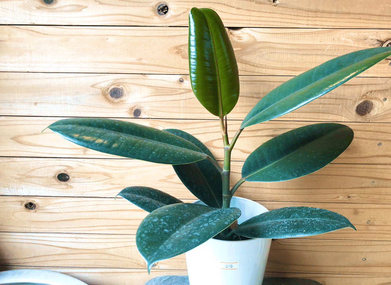 大人気！ゴムの木特集〜！｜soraniwa