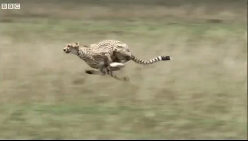 スプリント分析 チーターから学ぶ珠玉の技術 安田智彦 アスリートのスプリントを科学する Note