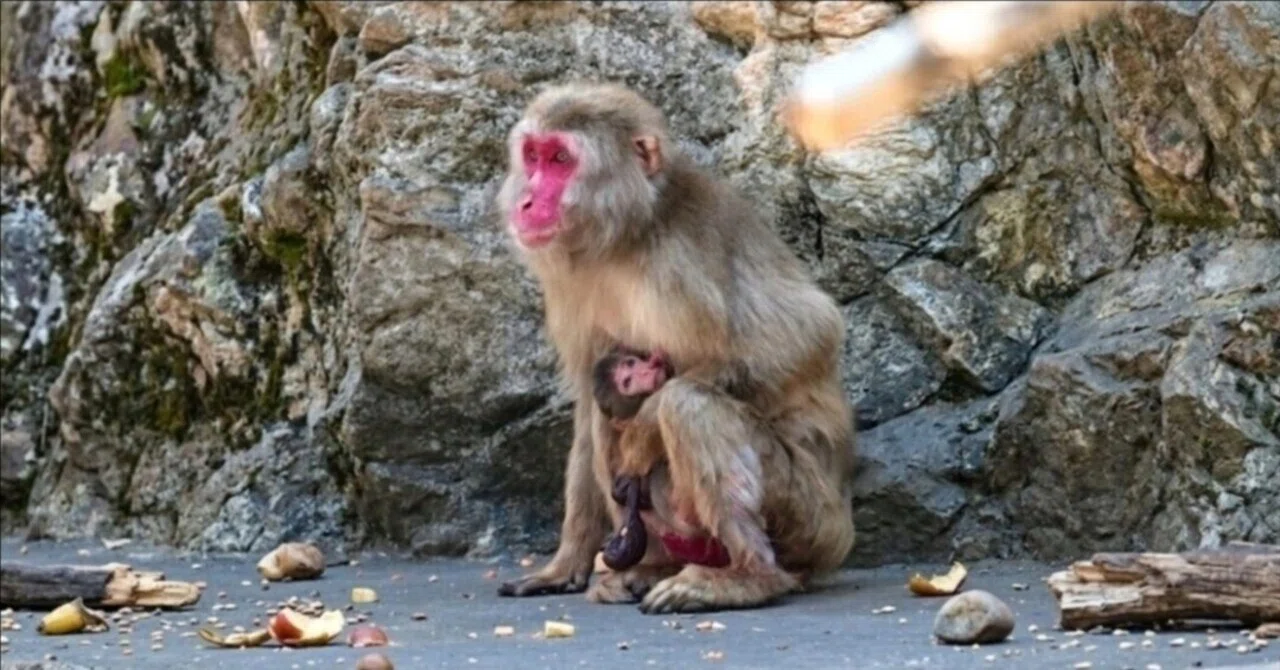 🐵🤎 The Baby She Knows How Macaque Mothers Recognise Their Infants ...