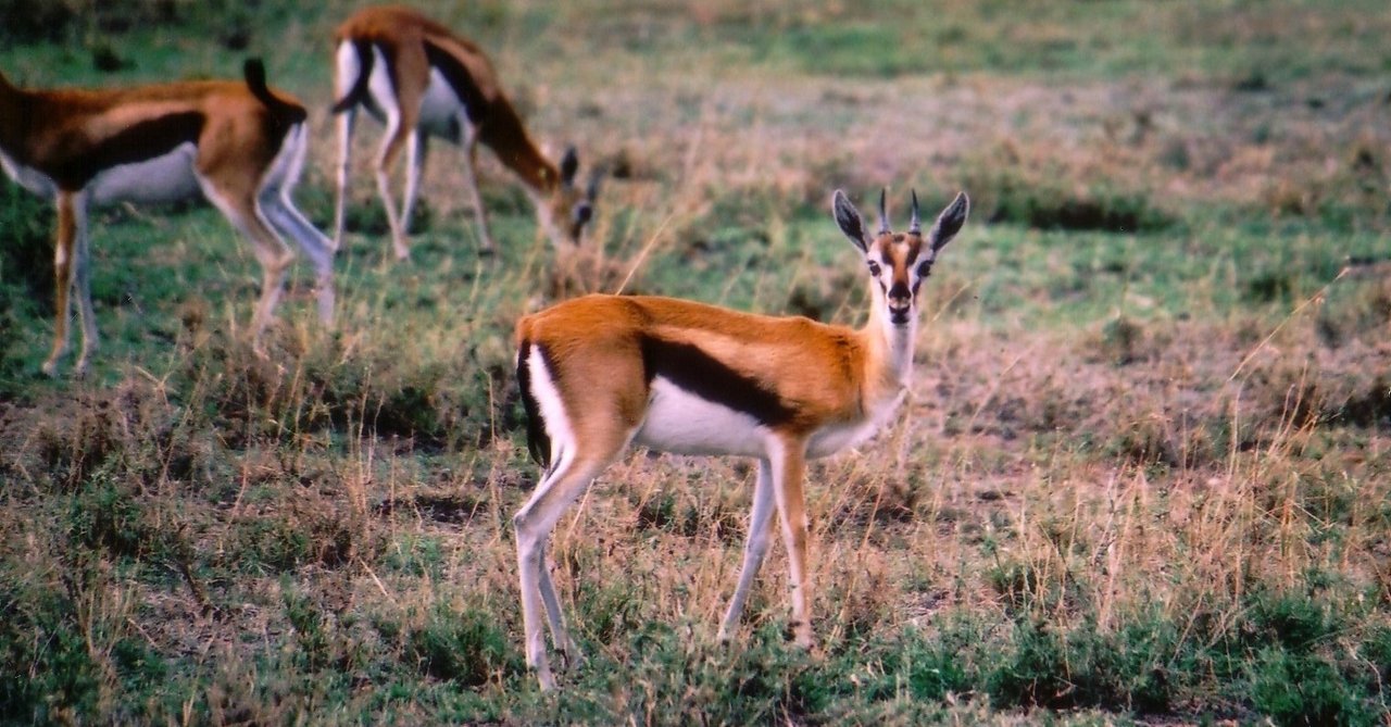 連載 アフリカの野生アニマル物語 24 トムソンガゼルのしっぽ とっぺ Note