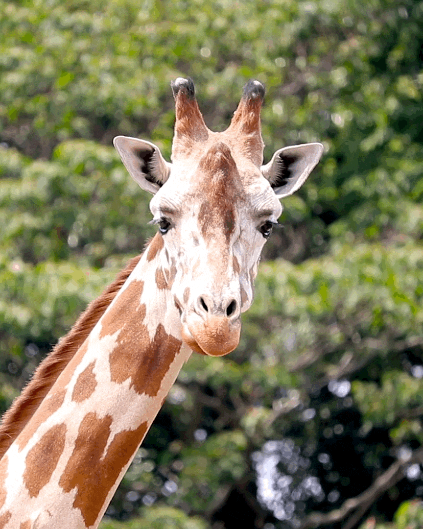 ちょっと一息 もぐもぐ動物園へようこそ 田中豆 Gifのヒト Note ちょっと一息 もぐもぐ動物園へようこそ 田中豆 Gifのヒト Note