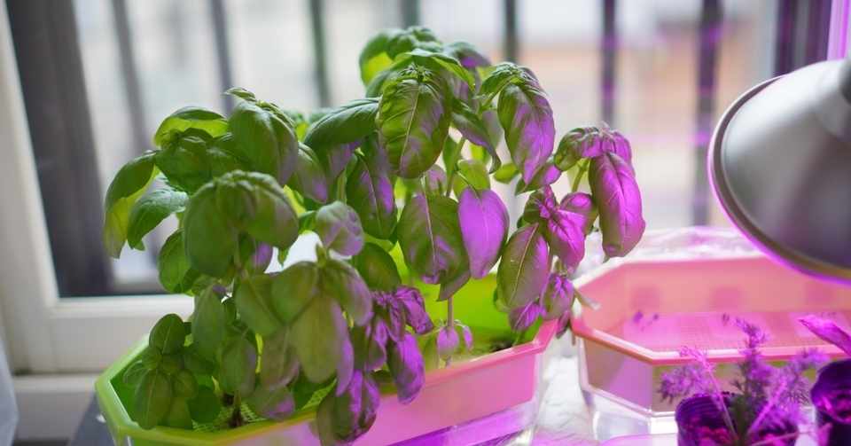 叔父さんのお花と水耕栽培ギフト ゆかこ Note