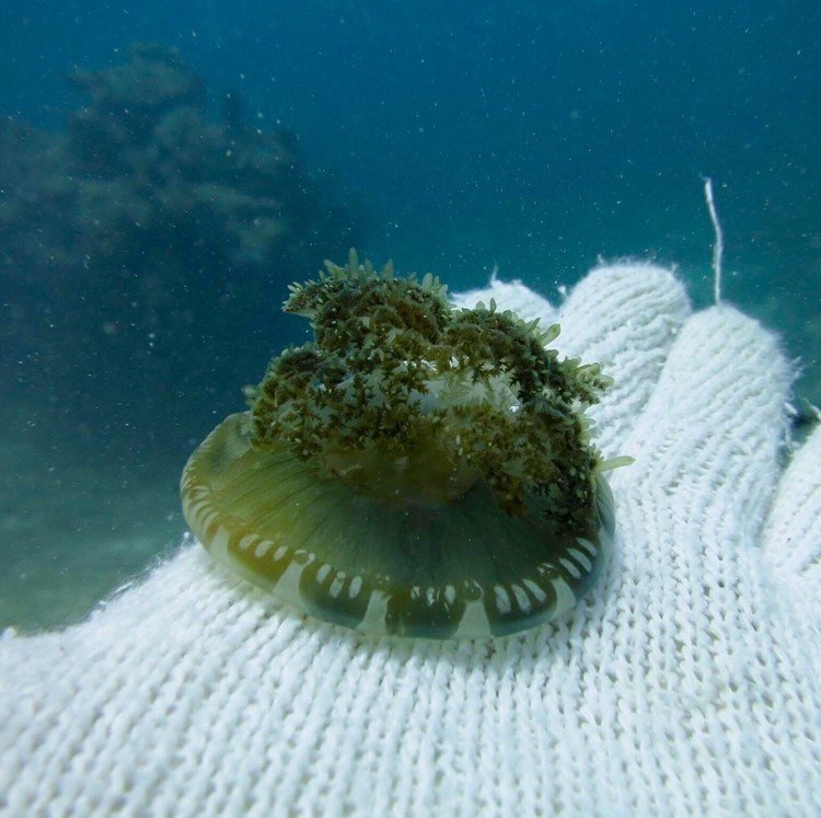 
サカサクラゲは体内に住んでいる褐虫藻（植物プランクトン）が行う光合成で、栄養分を得ているらしい😳
#サカサクラゲ
#クラゲ
#diving 
#ダイビング 
#underwater 
#life #スキューバダイビング #camera #canons100 #marine #海好き #水中カメラ #水中写真 #南国 #海 #沖縄 #石垣島