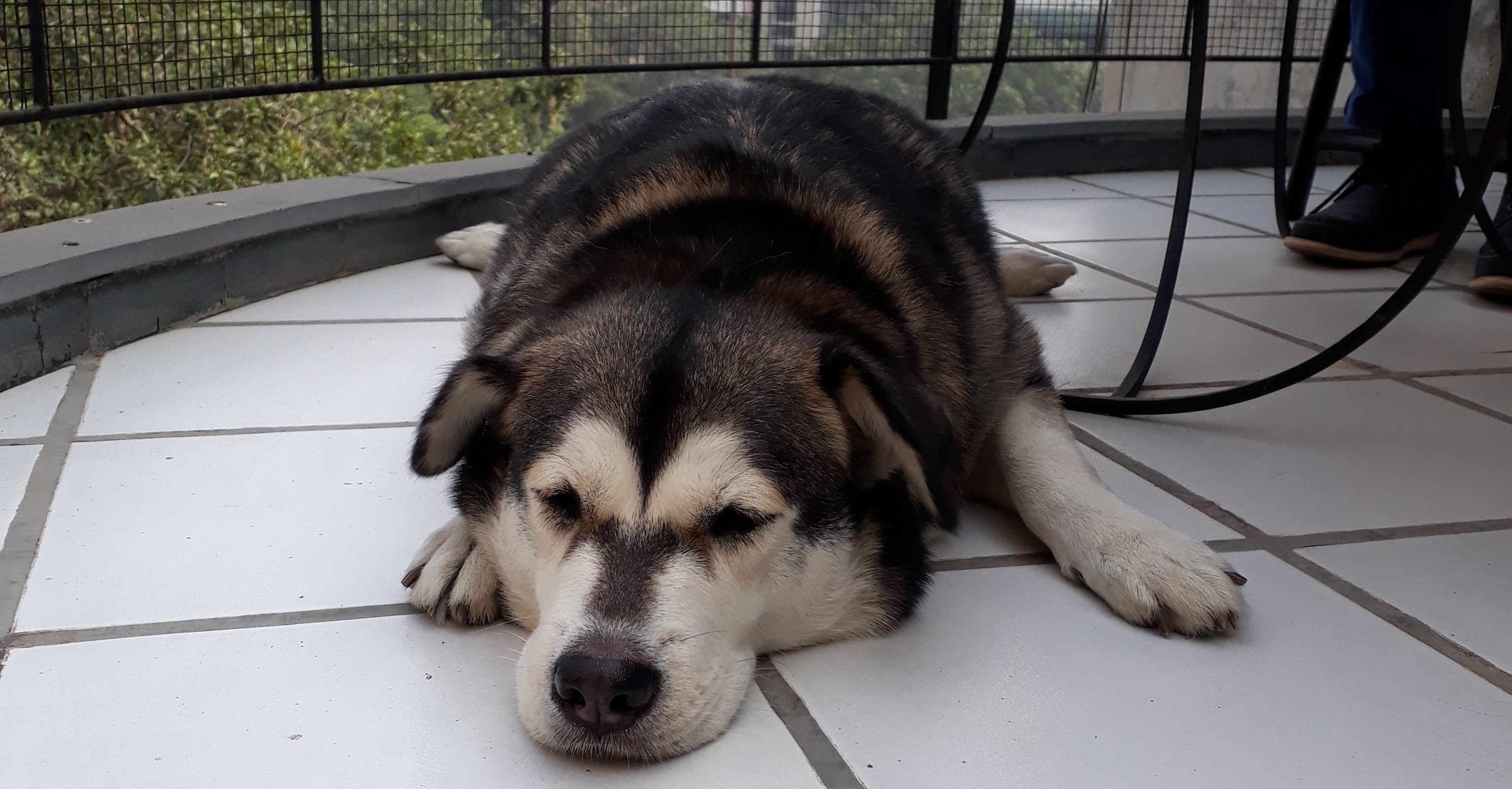 インドのひとたちとわたくし 118 犬のいる生活 Mina Omura Note インドのひとたちとわたくし 118 犬のいる生活 Mina Omura Note