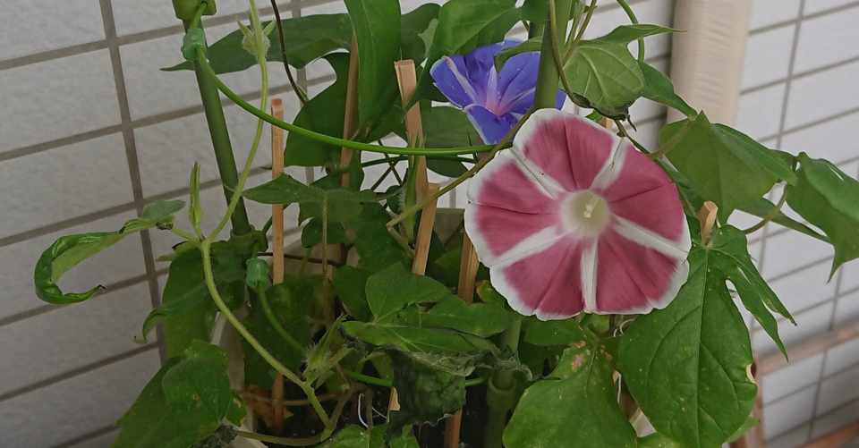 あさがおの育て方 2世の育て方 あつこ Note