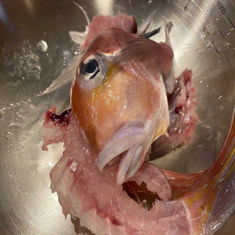 鱗まで食べられるらしい甘鯛を捌く｜Noriaki Kawanishi