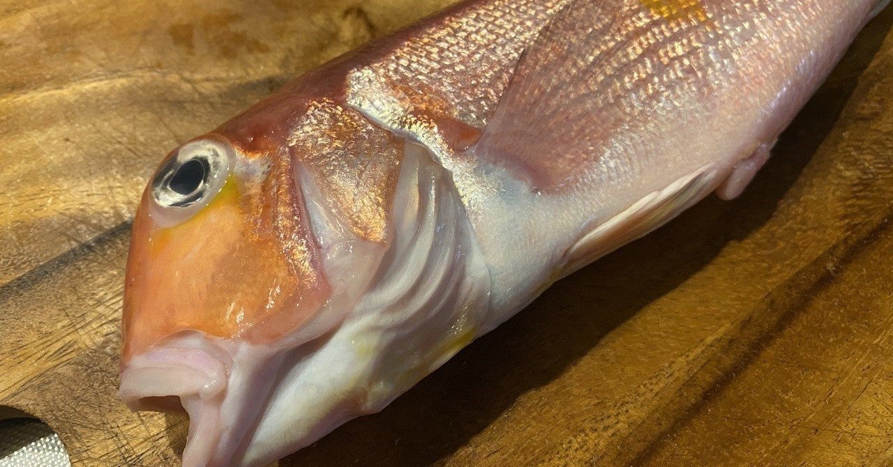 鱗まで食べられるらしい甘鯛を捌く｜Noriaki Kawanishi