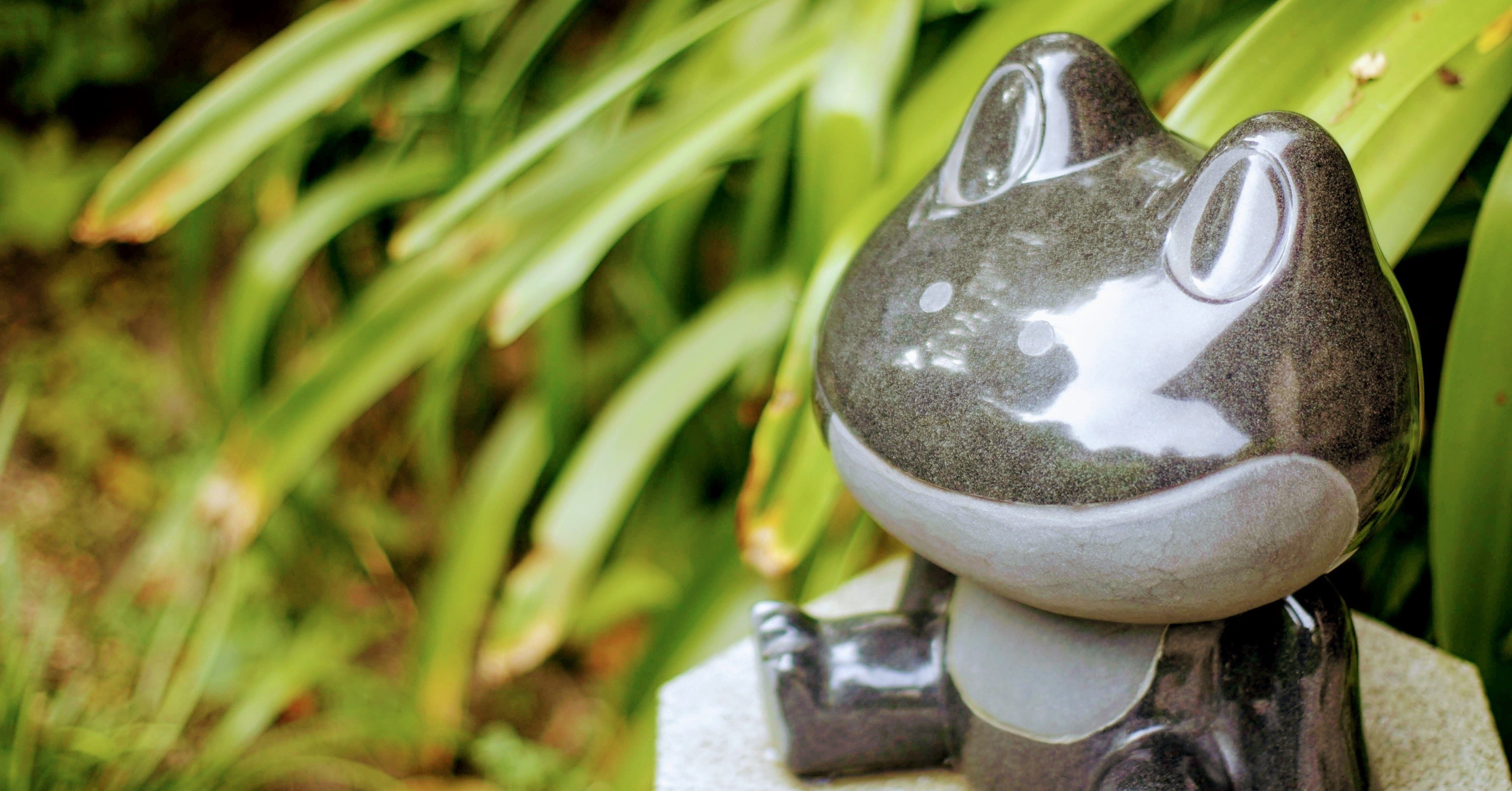 私がカエル恐怖症を克服した話 さかゆめ Note