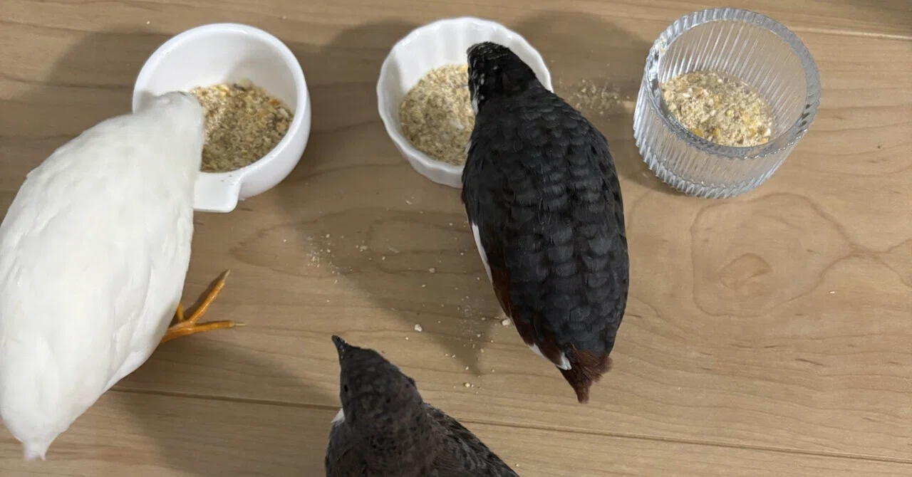 古い餌はキライ！敏感な小鳥たち｜ひめうずら研究室