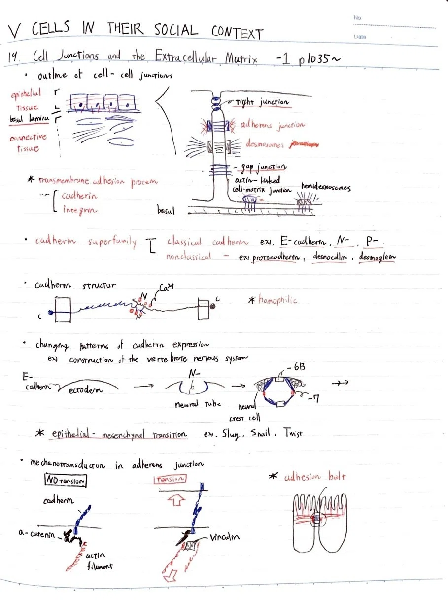 The Cell まとめノート #19 "Cell Junctions and the Extracellular Matrix ...
