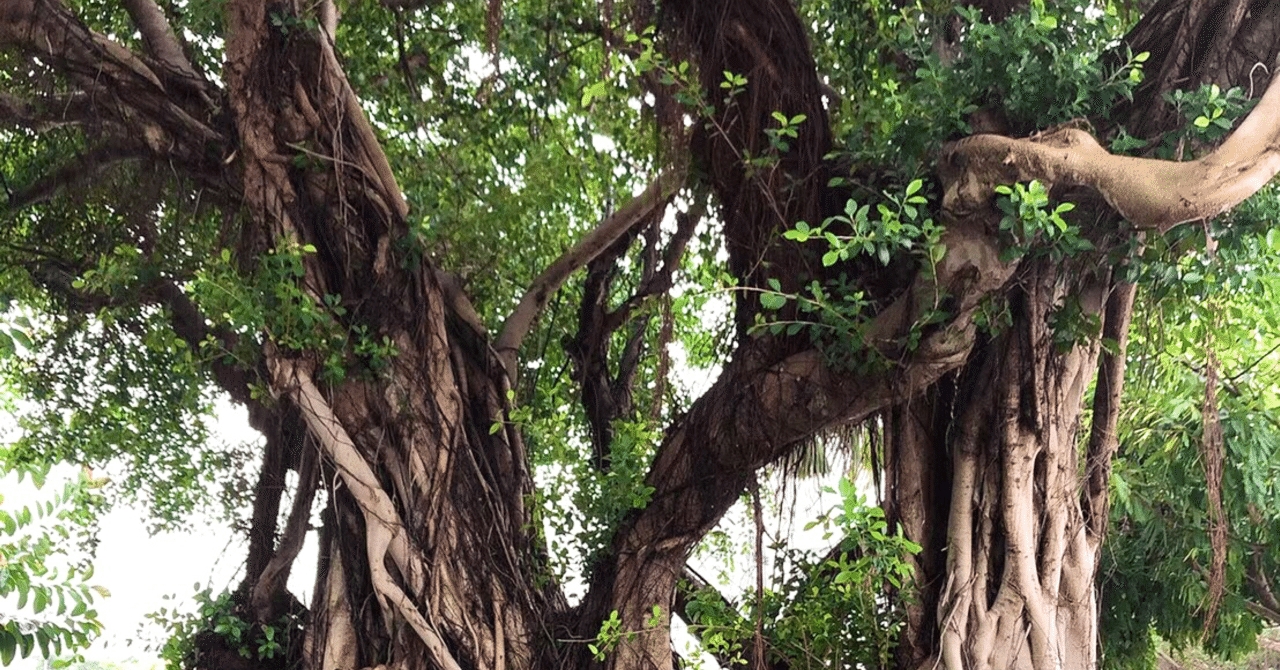 大人気！ゴムの木特集〜！｜soraniwa