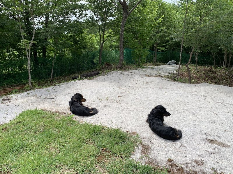 落ち着いた犬 高野 縁 たかのゆかり Note