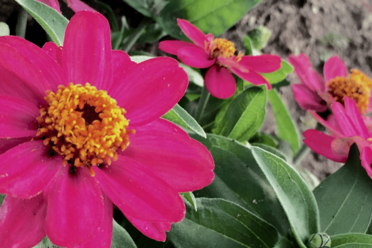 この花を見ると咲いたばかりで間違いなく鮮やかなのに、どこかくすんだような色褪せたような印象があるのはなぜなんだろう。新しいのに古臭い。不思議な花。