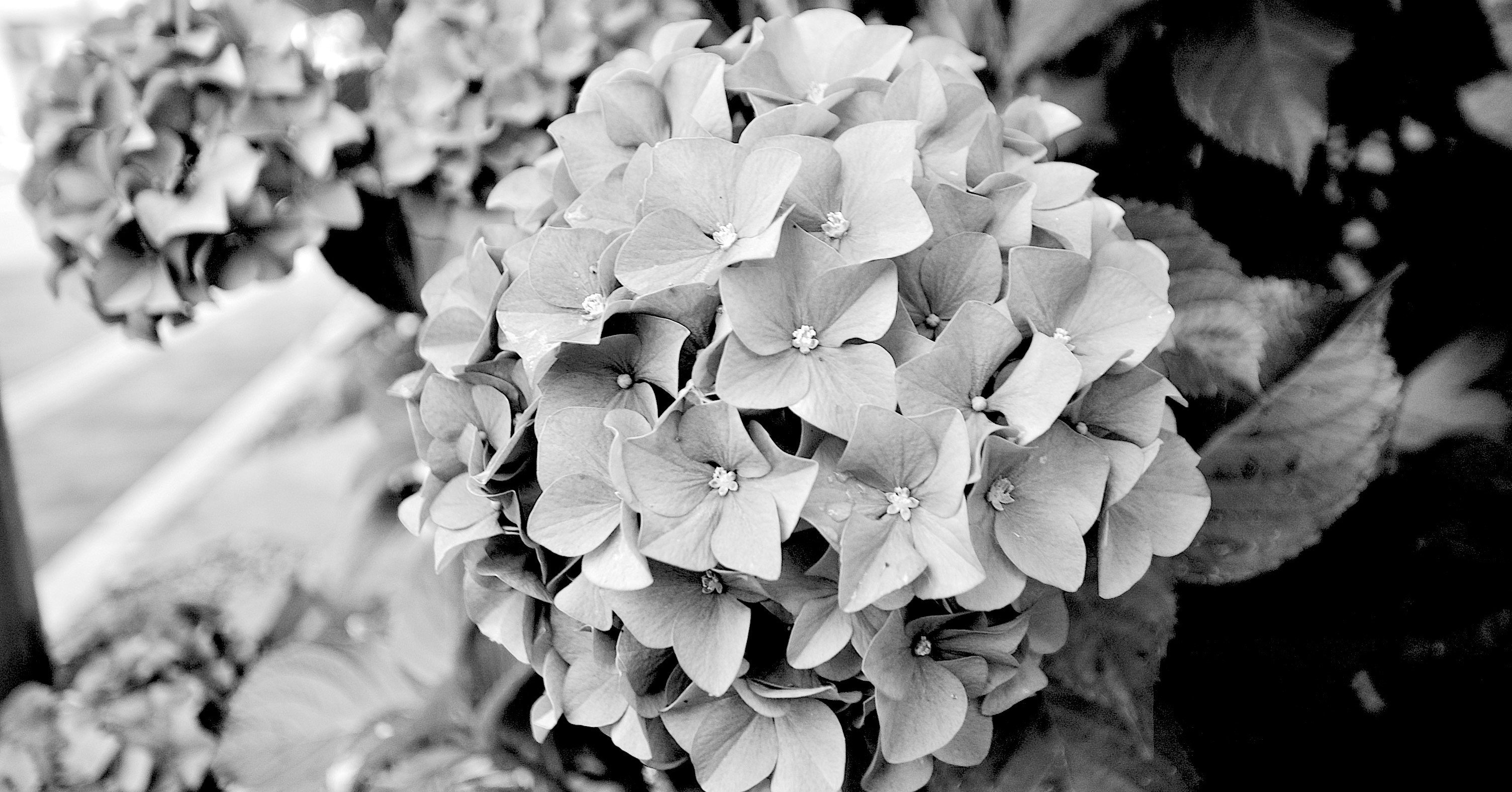 花から色彩を取り除いたら モノクロ写真 Tolutoru Note 花から色彩を取り除いたら モノクロ写真 Tolutoru Note