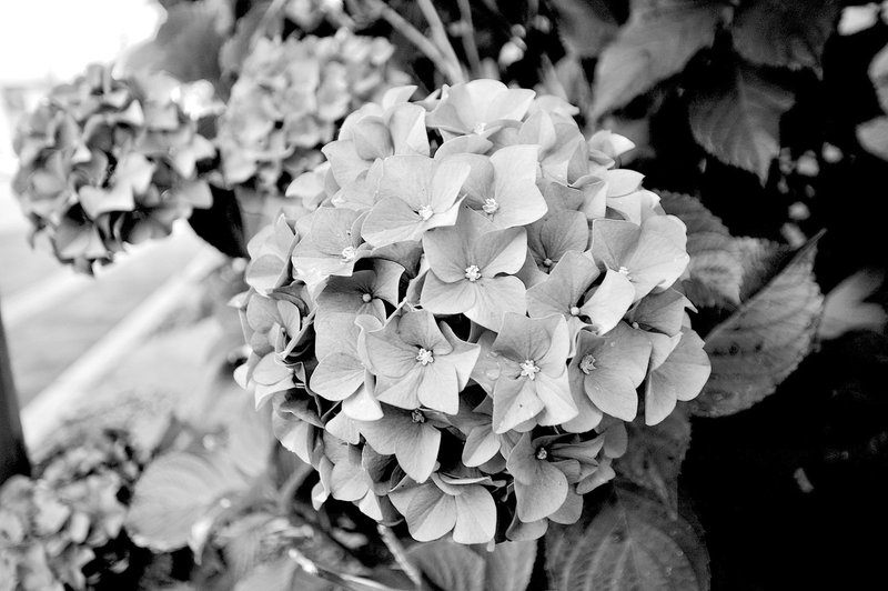 花から色彩を取り除いたら モノクロ写真 Tolutoru Note