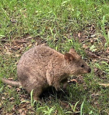 世界一幸せな動物 クオッカ ねこやなぎ ゆき Note