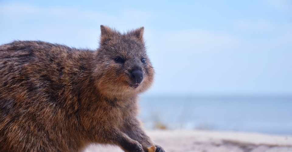 世界一幸せな動物 クオッカ ねこやなぎ ゆき Note