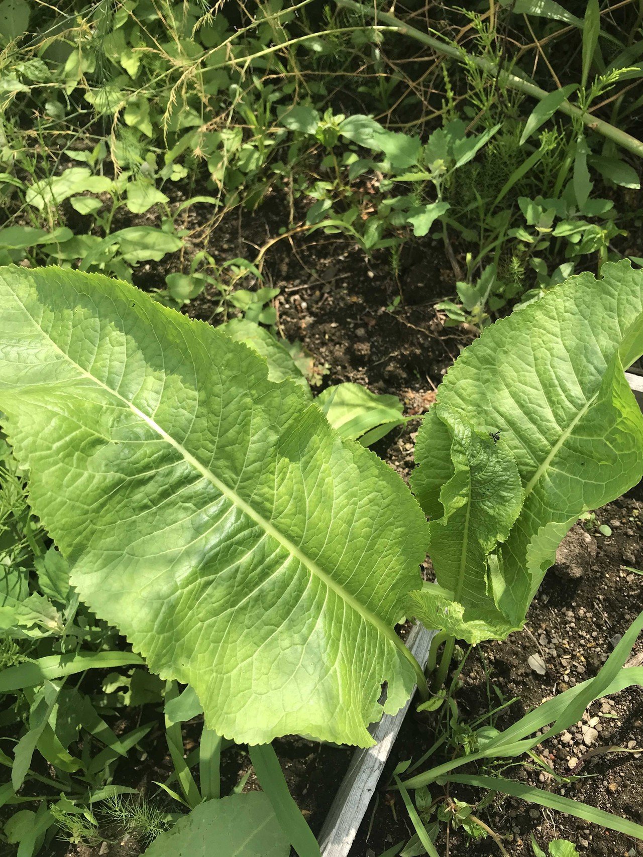 ２０２０年７月第５週のハーブ庭 イノシシトトラ Note