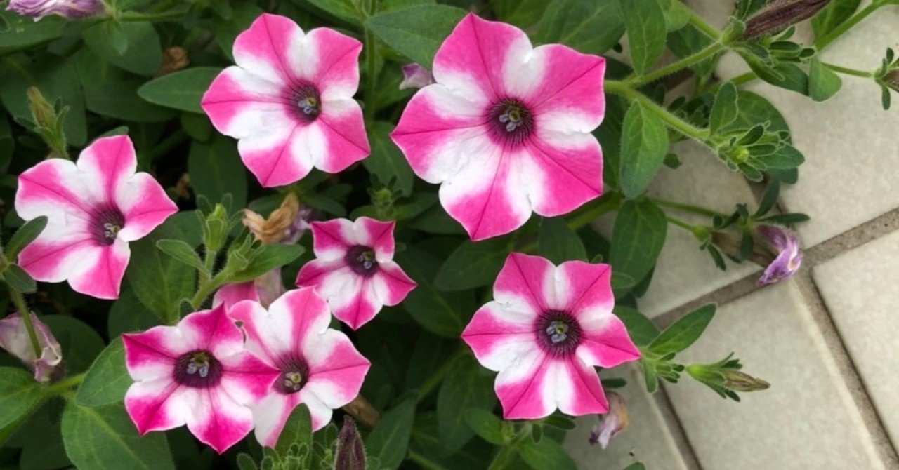 認定証取得 googleデジタルワークショップはじめてみた 8日目 ま note