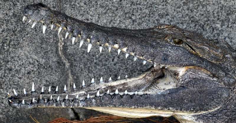 映画感想 クロール 凶暴領域 藤原秋人 note