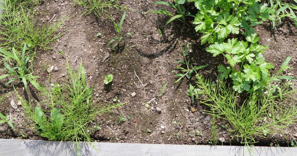 2020年7月第5週のハーブ庭 イノシシトトラ Note