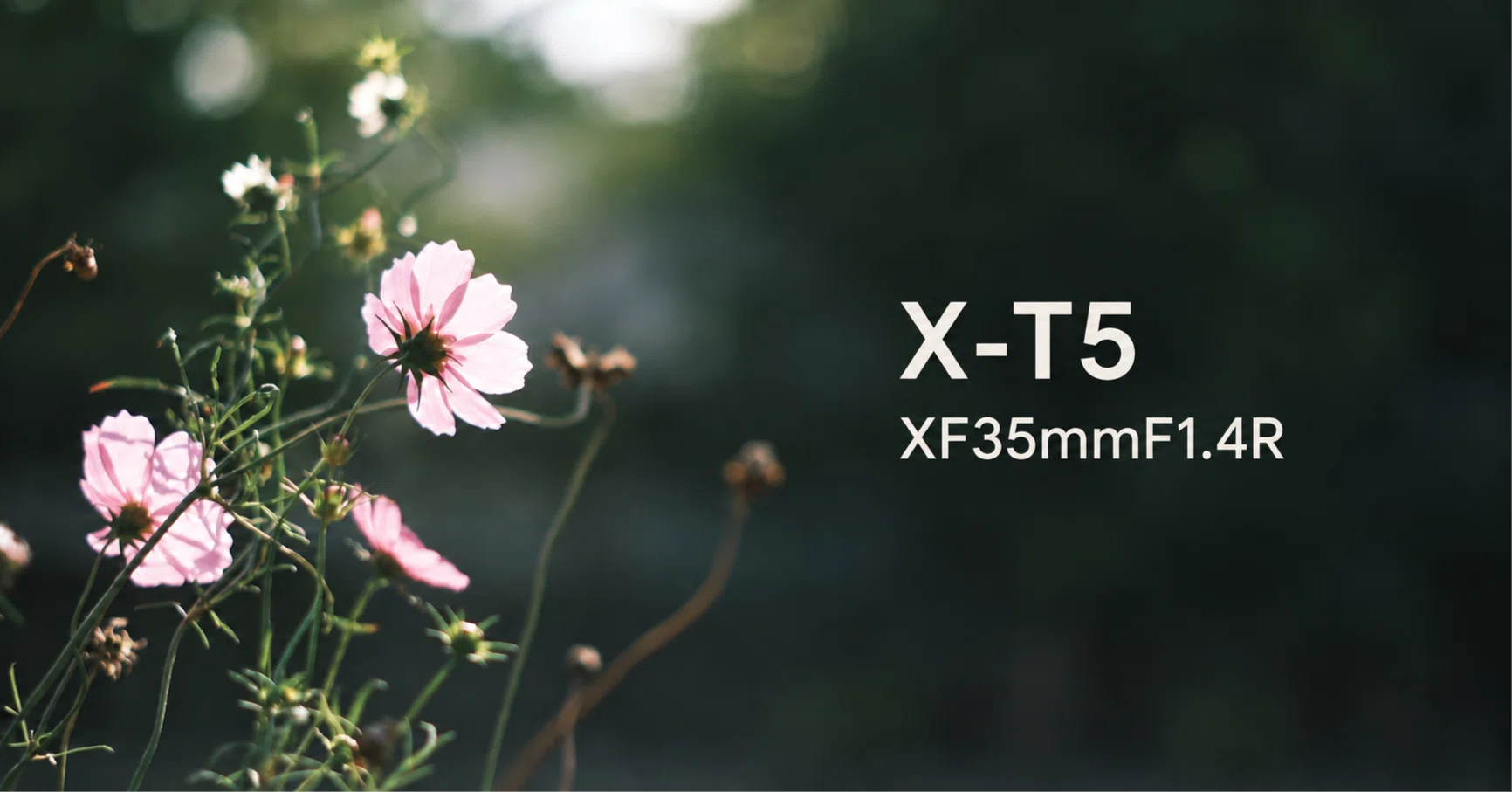 撮影日記】富士フイルム X-T5とXF35mmF1.4 Rで、初秋のコスモスを撮る
