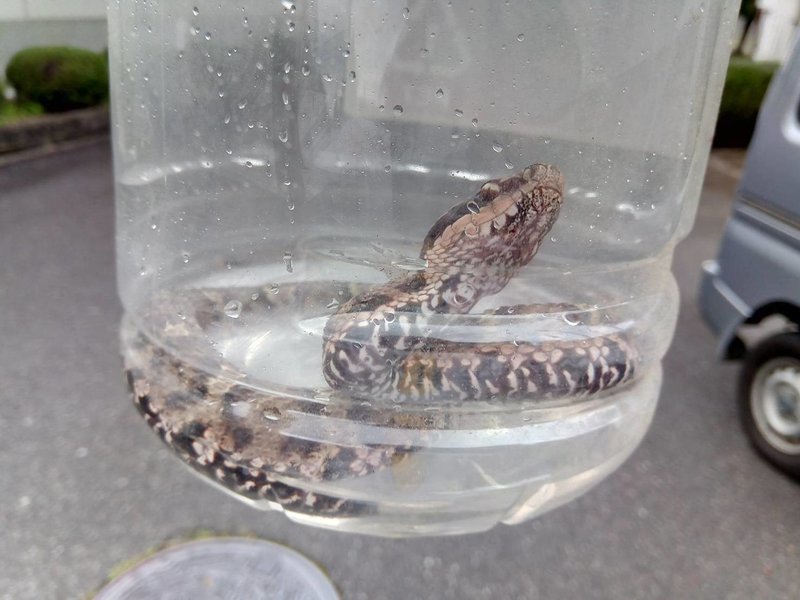 マムシを食べてみる 蓼食う虫 Note マムシを食べてみる 蓼食う虫 Note