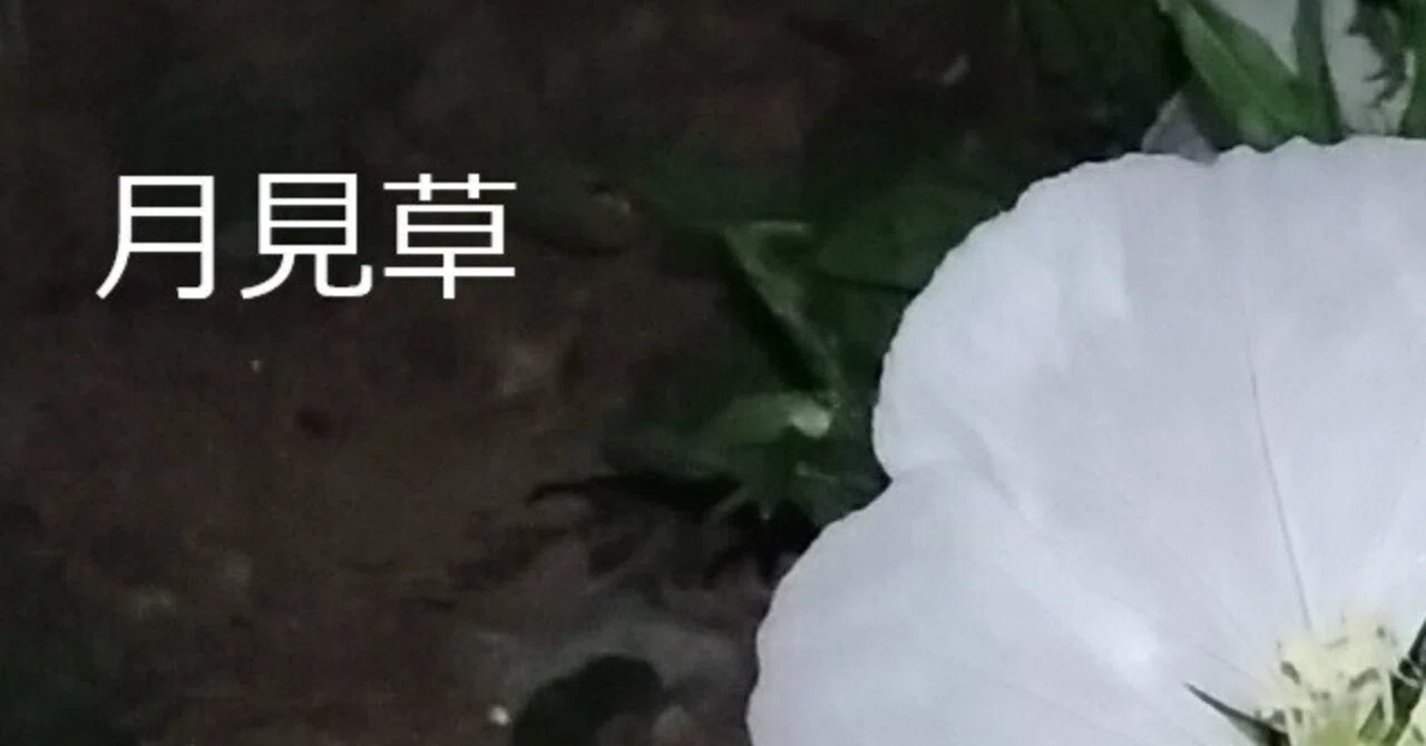 オリジナル曲「月見草」を YouTube で公開しました (フィンローダの
