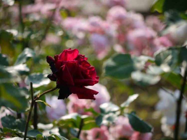 2016年　神代植物園