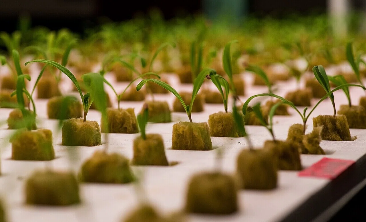 育苗トレイのセルに植えられた垂直農法の若い苗。次節で見る小さな空間の生産の起点となる姿だ。