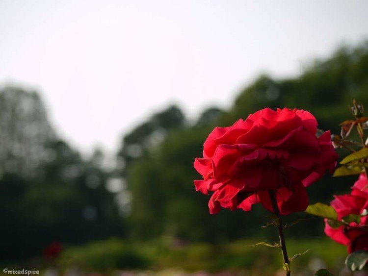 2016年5月　神代植物園