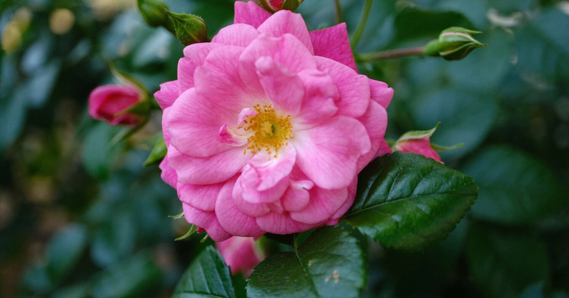 📷X-T30III × 🌹中之島バラ園 ｜ 🇩🇪パルメンガルテン フランクフルト