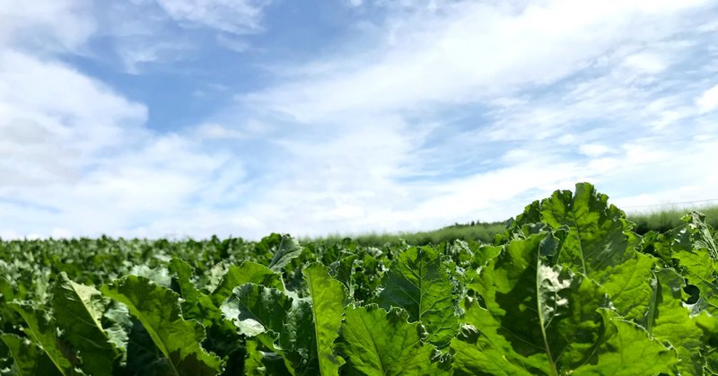 北海道の大規模な農業では農薬による防除は必要だよなぁと思う