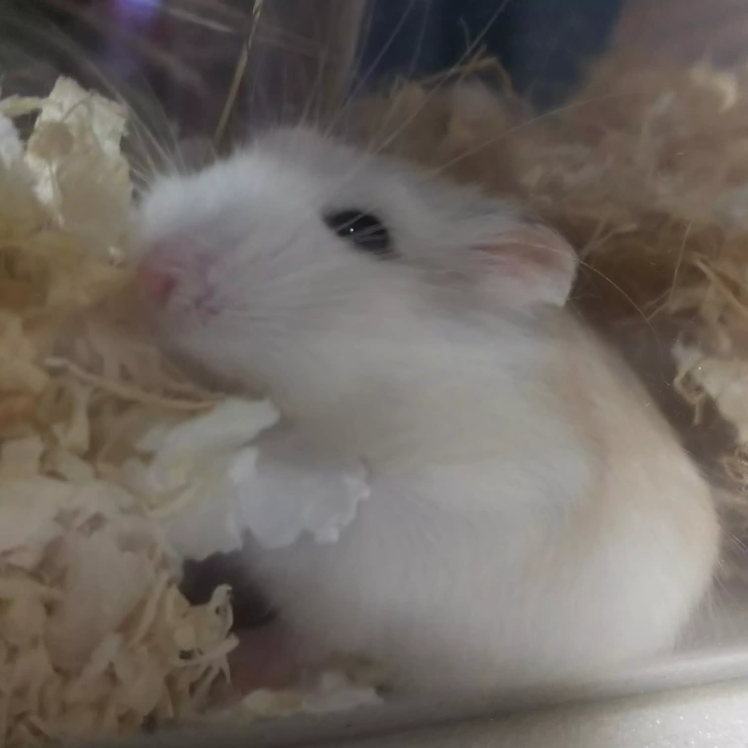 ふー