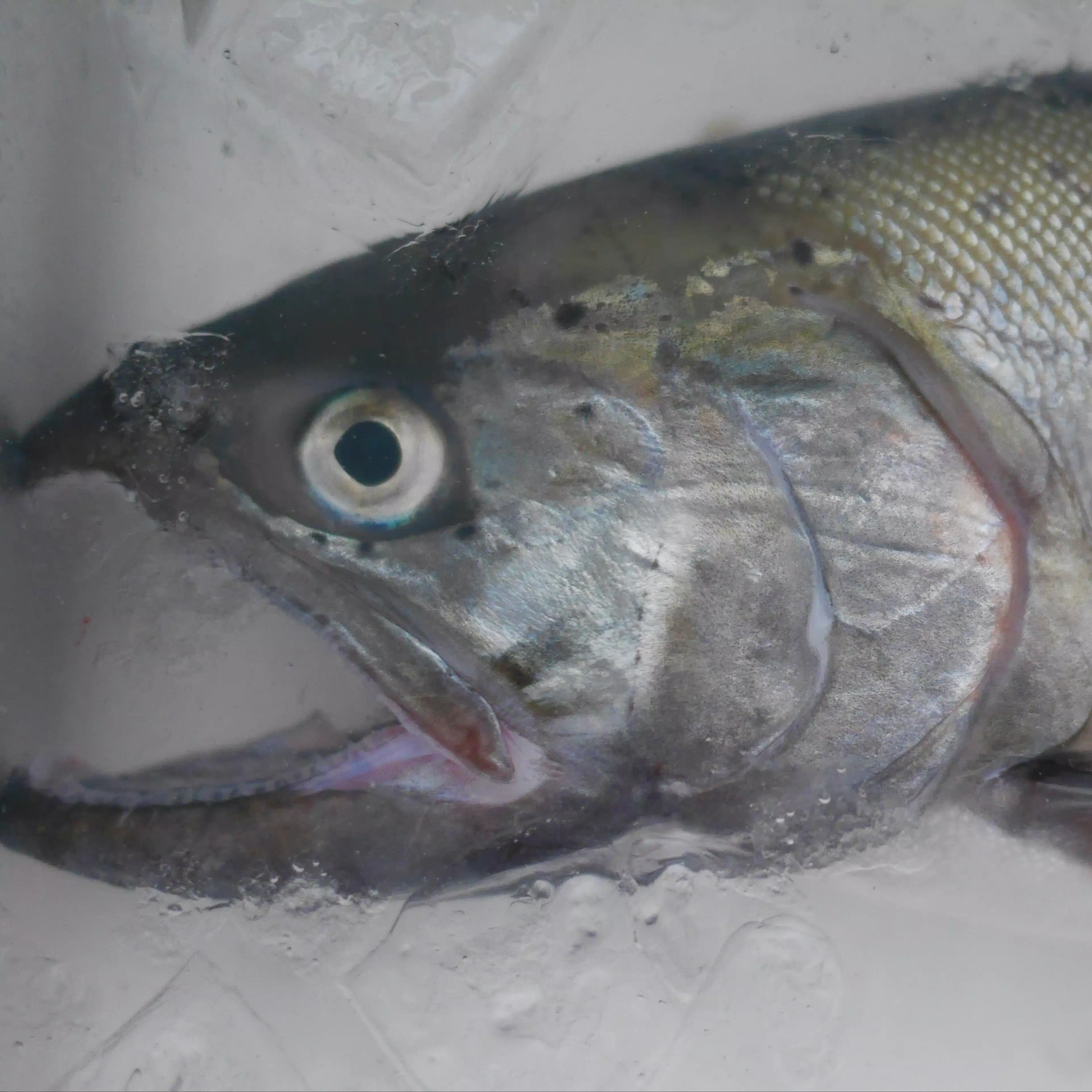 fishnude