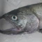 fishnude