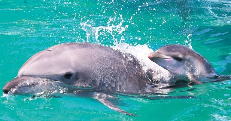 イルカやペンギンなどの赤ちゃんが全国各地の水族館で誕生 公式動画