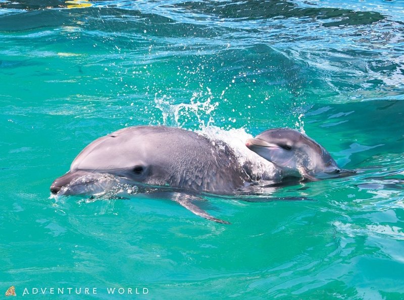 イルカやペンギンなどの赤ちゃんが全国各地の水族館で誕生 公式動画でも配信中 ほんのひととき Note