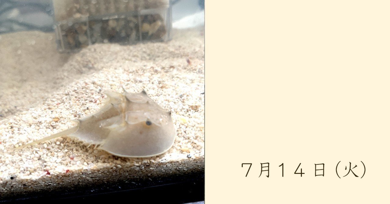 アメリカカブトガニが来た Saya Note