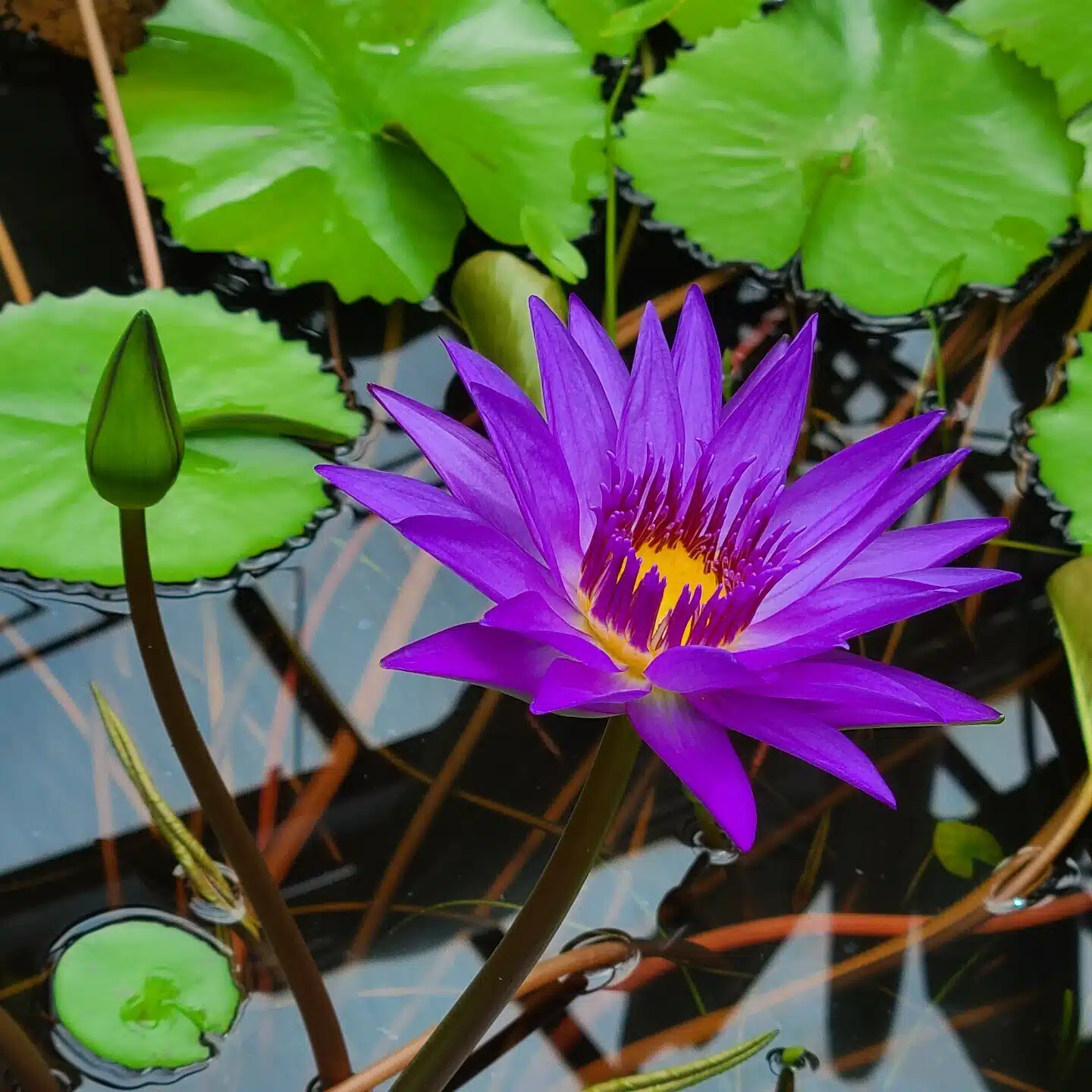 ひかるキラキラ万華鏡