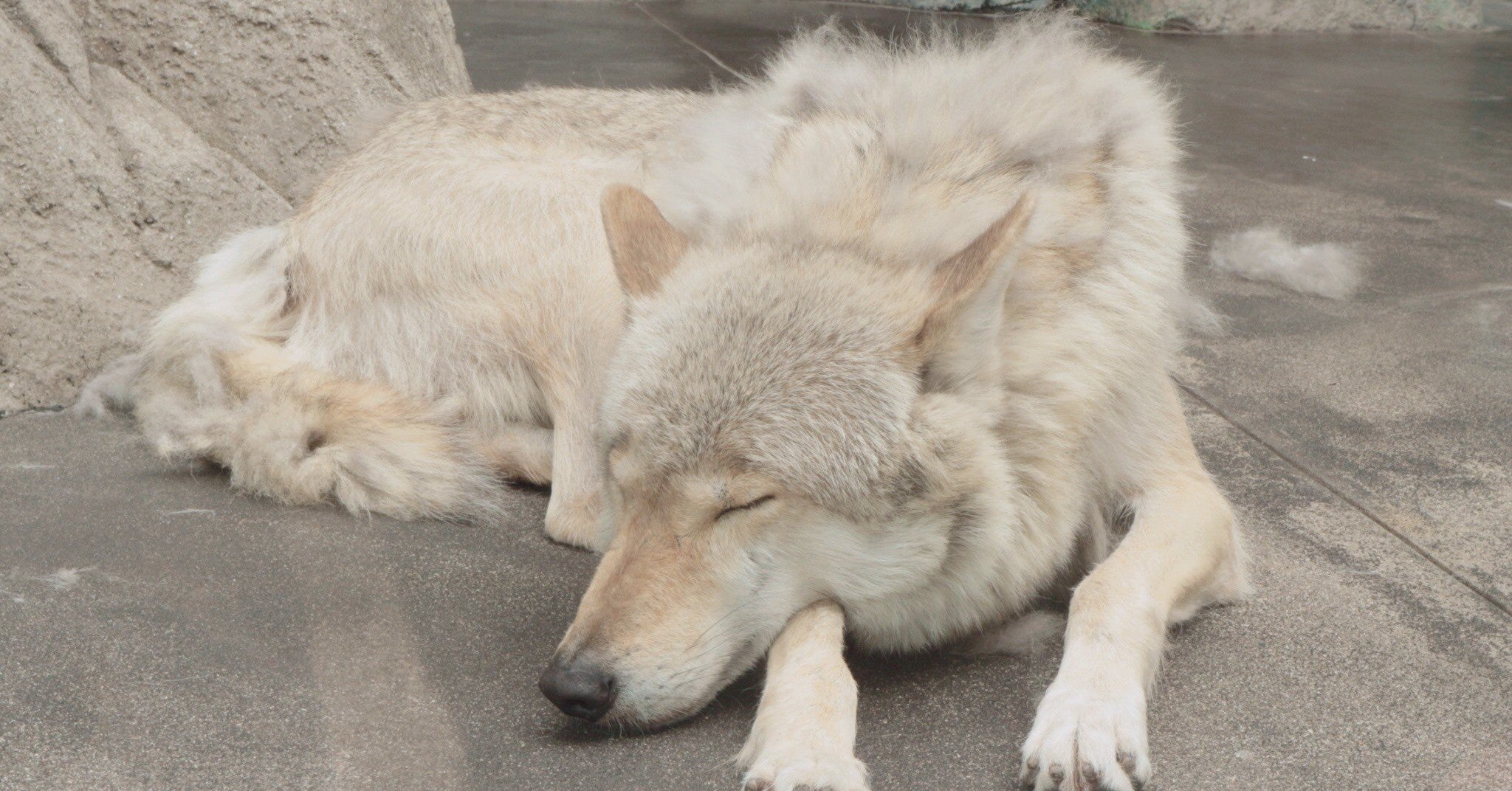 人狼ゲームでわかる噓の手がかり Atsushi Oshio Note