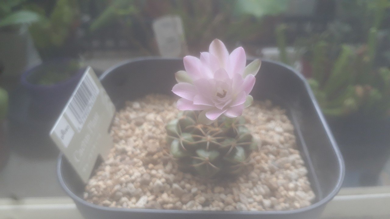 サボテンさん 5部咲き開花かな タヌ Note サボテンさん 5部咲き開花かな タヌ Note