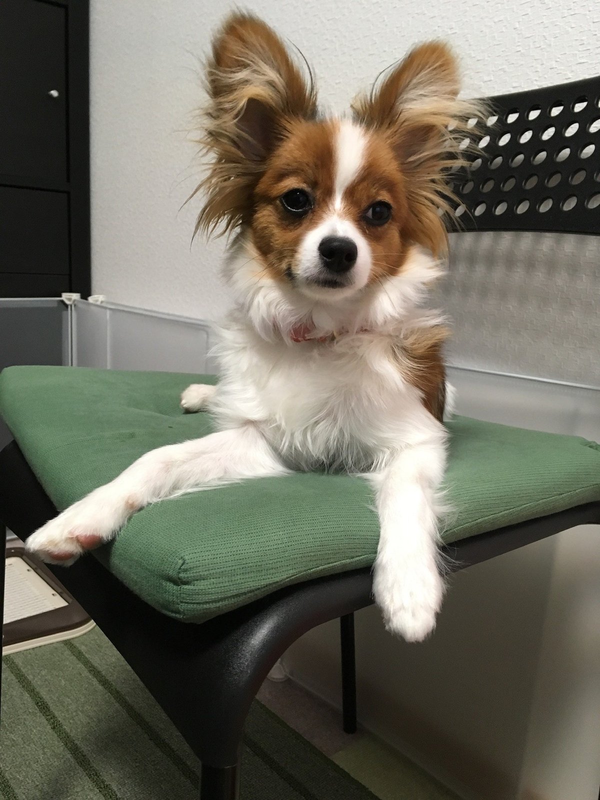 版画（額縁なし）】『踊り子ディアナ』（犬 パピヨン） あったかい 